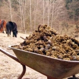 Kako koristiti konjsko đubrivo kao đubrivo u bašti